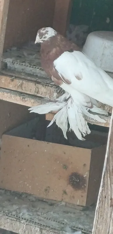 Kaptarla sotiladi xammasi yaxshi kelishtirib beriladi 4 Kaptarla sotiladi xammasi yaxshi kelishtirib beriladi 4