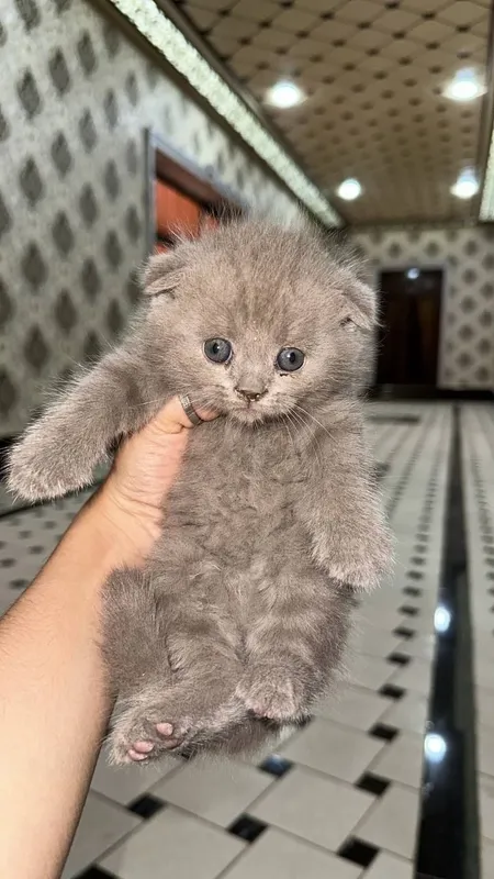 Scottish fold Liloviy okras 2 oylik Qizca Aktiv Naturalka vlajni suxo