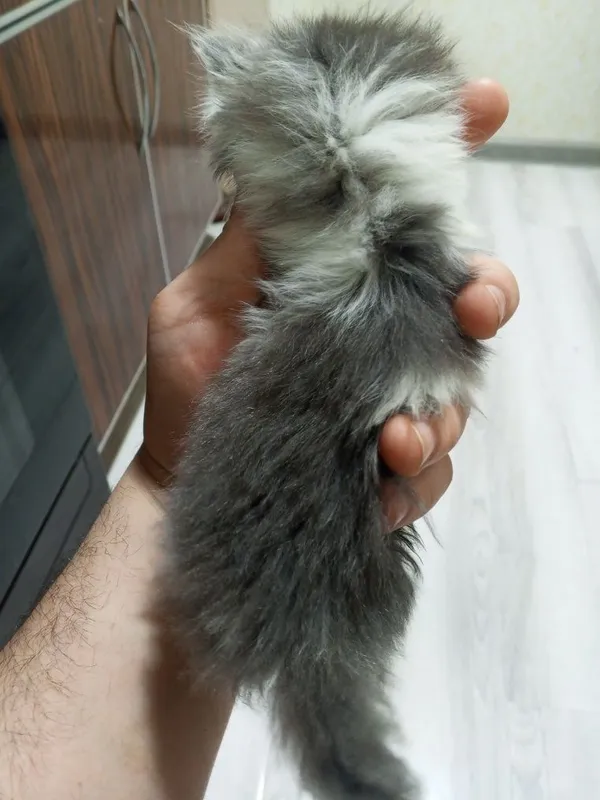 Нашёл котёнка, пол мужской мне не нужен Я всё время на работе, забер — фото 2