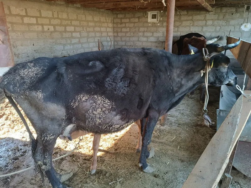 yeb ichidan kamchilik yoq 1