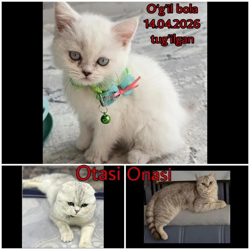 Скоттиш фолд, Скоттиш страйт 5 Скоттиш фолд, Скоттиш страйт 5
