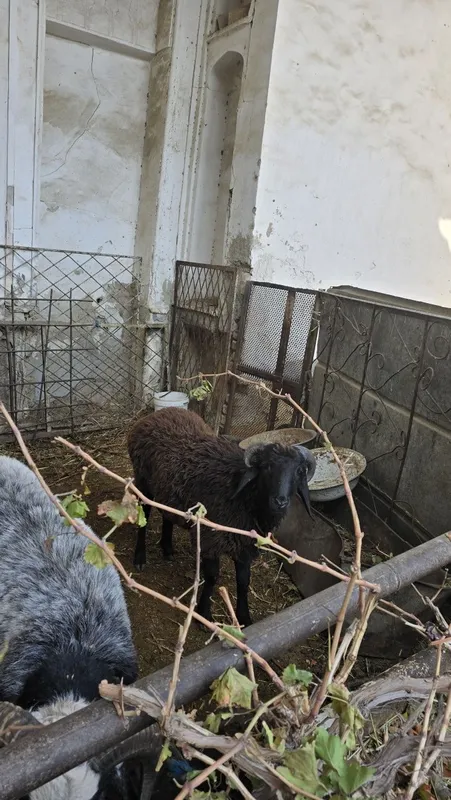 Tagallar tez va arzon narzda sotiladi — фото 5
