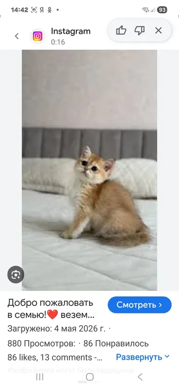 продаётся Шотландский Котёнок 3 продаётся Шотландский Котёнок 3
