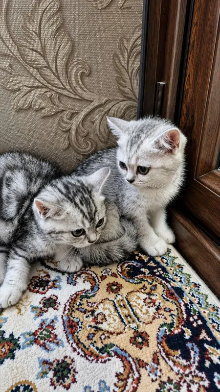 Британские короткошёрстные котята Возрас