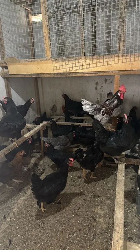 Andijon qora tovuq 3