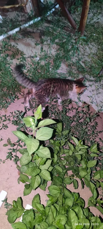 Отдам котят в хорошие руки — фото 3