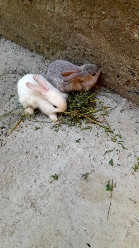Қуйон болалари бор. 3