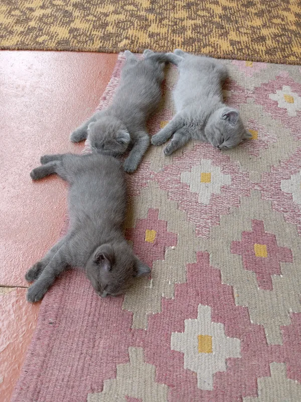 котята на продаже, умные, игривые, знают лоток 1