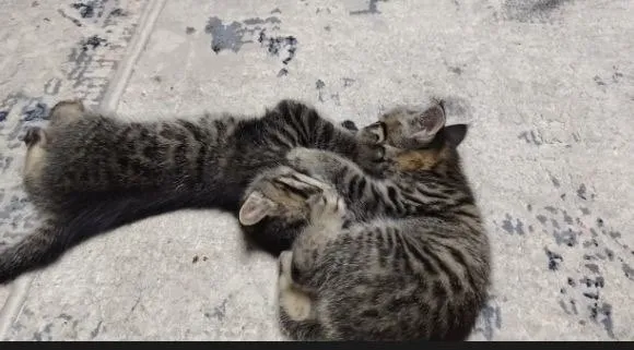 Котята братик и сестричка 4 Котята братик и сестричка 4
