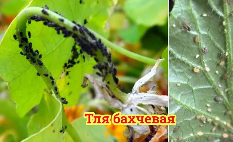 Обрезка Шакл бериш дарахтга, Обрезка деревьев. Обработка всех деревьев