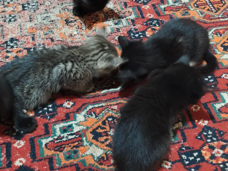 кошки