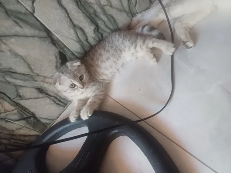 котята продаются вислоухие. 1 котята продаются вислоухие. 1