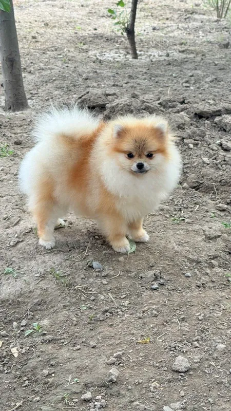 Померанский шпиц