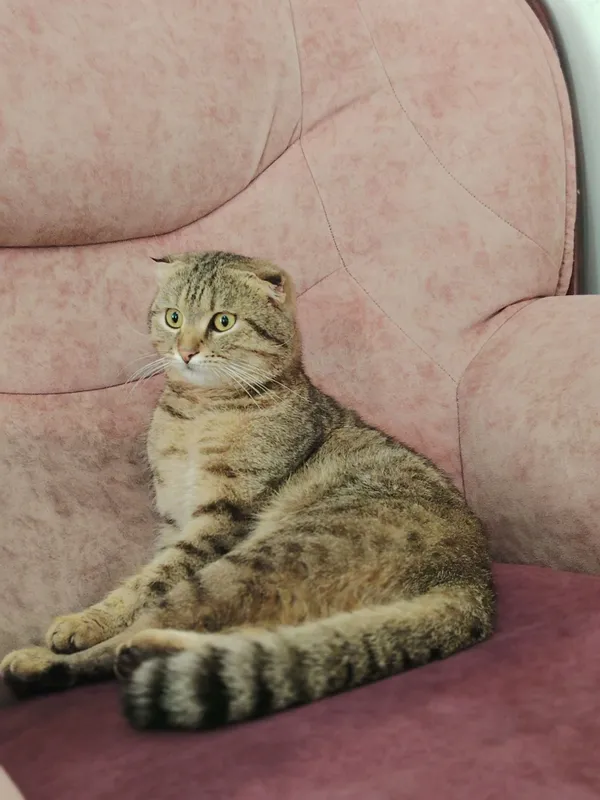 Кот скотиш продаётся в харошие руки — фото 3