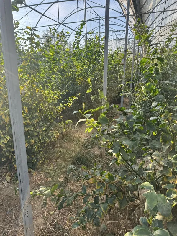 Lemon kochatlar bor 6 7 yilllik Limon hosilga kirgan — фото 4
