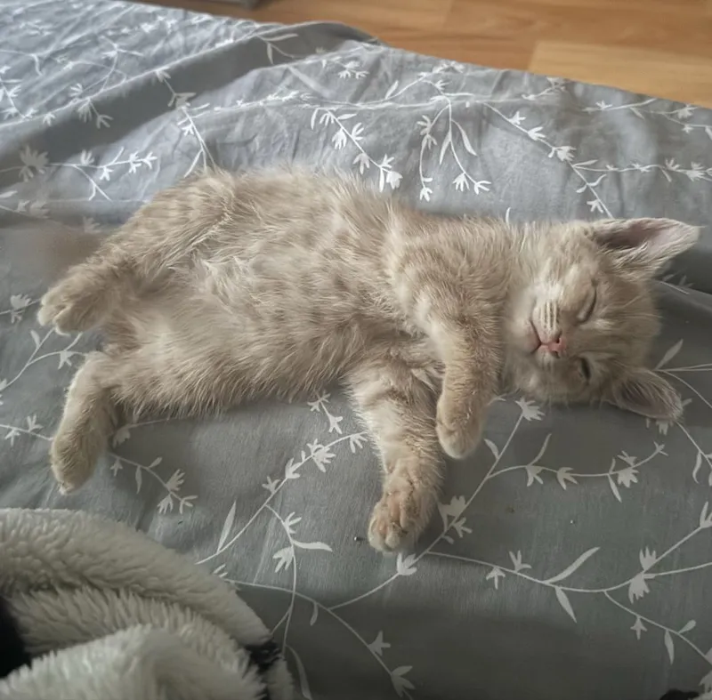 Котенок в добрые руки — фото 1
