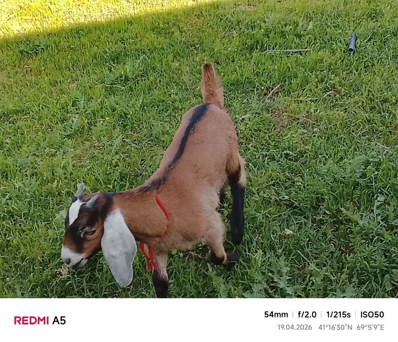 Nubin zotli echki 4 Nubin zotli echki 4