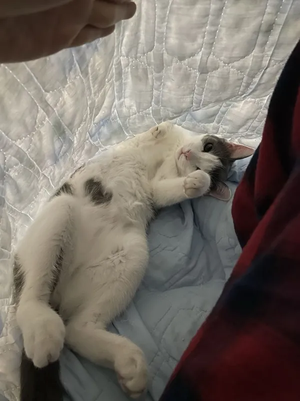 Дом для кота Гэндальфа — фото 2