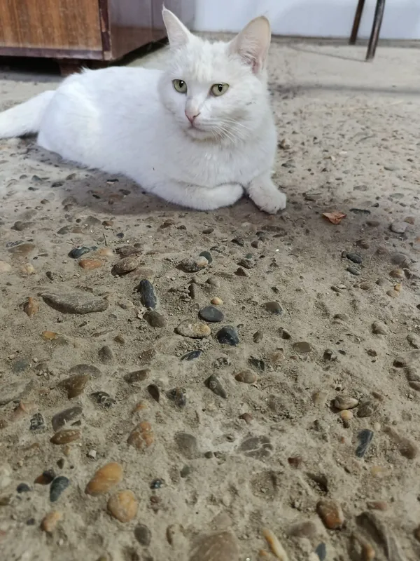Mushuklar hadyaga beriladi