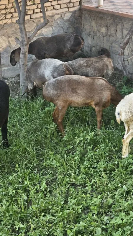 3куй сотилади йош соглом