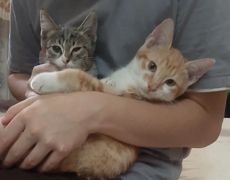 Милые, ласковые котятки