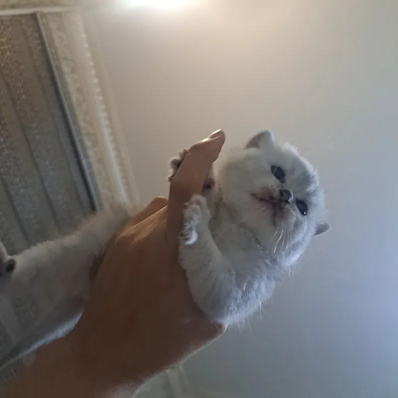 Продаётся кошка 5