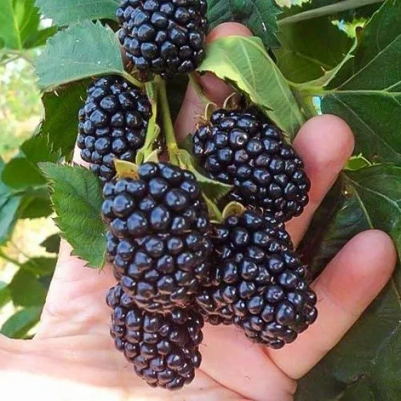 1️⃣ Blek Jem ежевика ko‘chati 2️⃣ Blek Jem Black Gem ежевика 3️⃣ Blek — фото 1 1️⃣ Blek Jem ежевика ko‘chati 2️⃣ Blek Jem Black Gem ежевика 3️⃣ Blek — фото 1