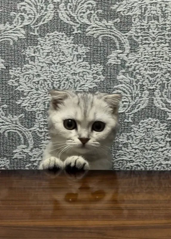 [scottish fold) 6 месець девочка — фото 1