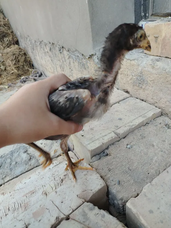 Shamo jajasi sotiladi 2