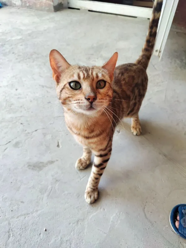 Bengal mushugii.