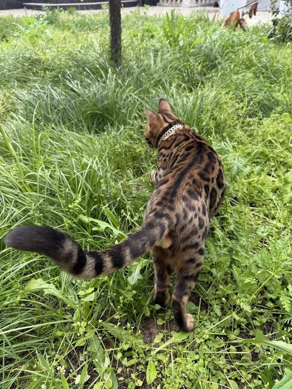 Элитный бенгальский кот приглашает на вязку — фото 3