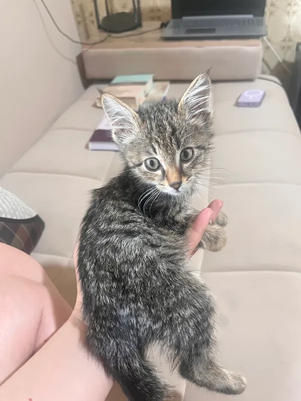 Котик