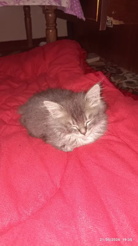 Hadyaga 2 oylik sibir mushugi