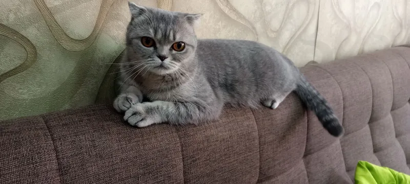 Скоттиш фолд кошка — фото 1