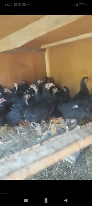 Андижанские чёрные цыплята 1