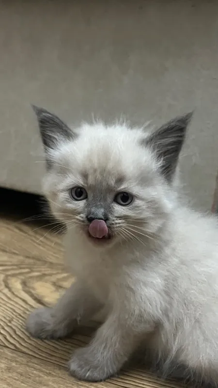 Продаются котята скоттиш страйт 1