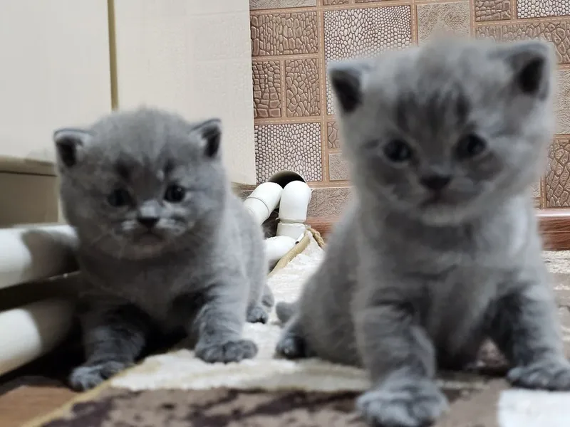 Британские кошки