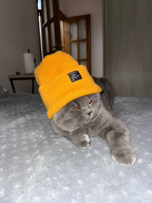 Вязка кота британской породы! — фото 2