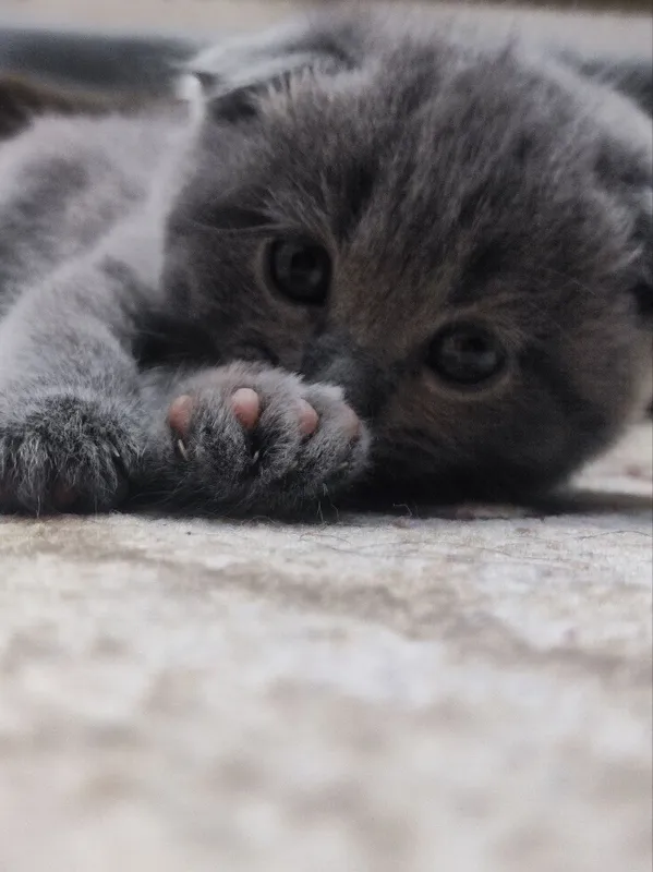 котята мушукчалар 3