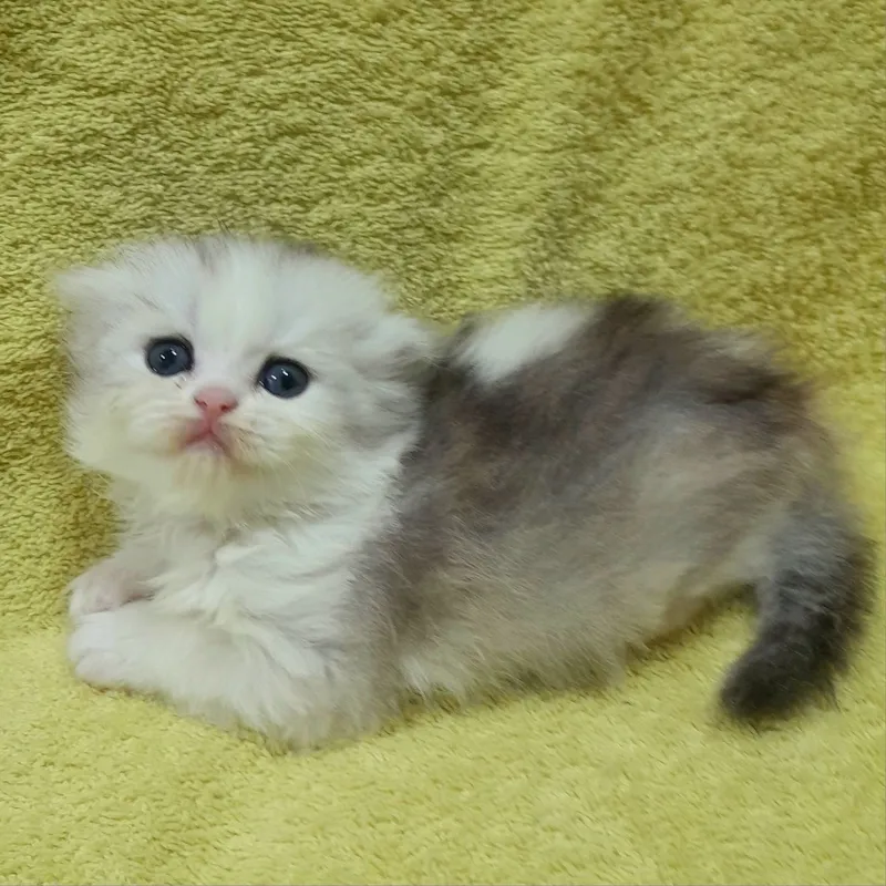 Продаются 4 шикарных котёнка,шиншилла. 7 Продаются 4 шикарных котёнка,шиншилла. 7