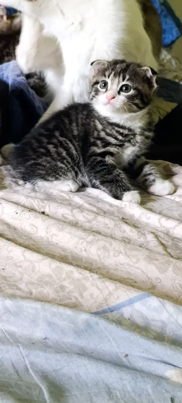 Oʻsma quloq mushuk Вислоухие котята — фото 6