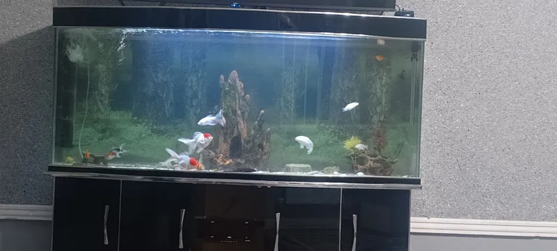 Akvarium 500 litrli