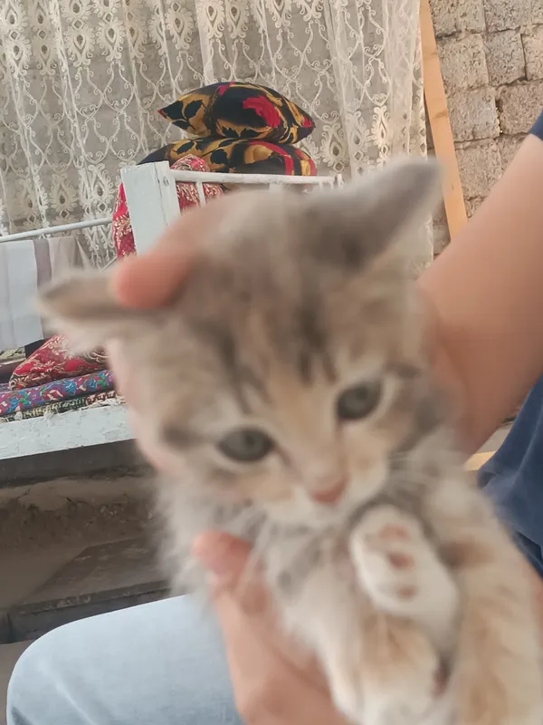 маленький котёнок 4