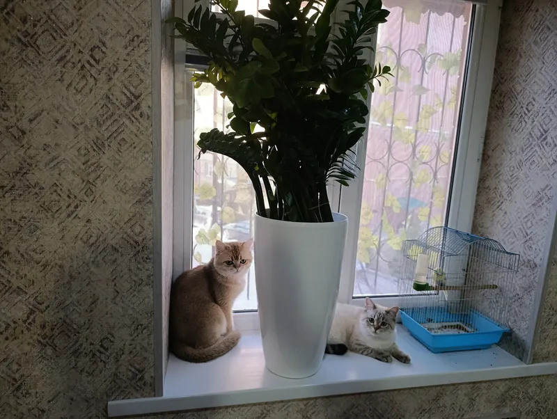 Шиншилла 2 Шиншилла 2
