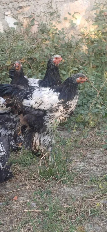 Barama xorozlar sotiladi 4 Barama xorozlar sotiladi 4