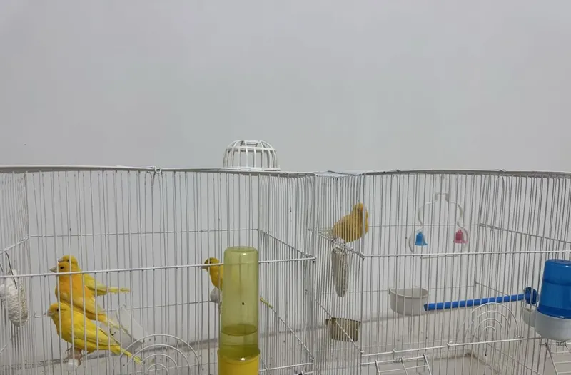 Продаются канарейки 3 Продаются канарейки 3