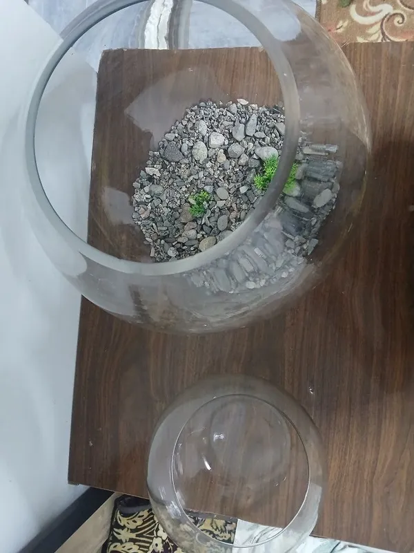 Agar akvarium sotib olsangiz, sovg‘a sifatida yana 5 litrli 1 ta beriladi 4 Agar akvarium sotib olsangiz, sovg‘a sifatida yana 5 litrli 1 ta beriladi 4