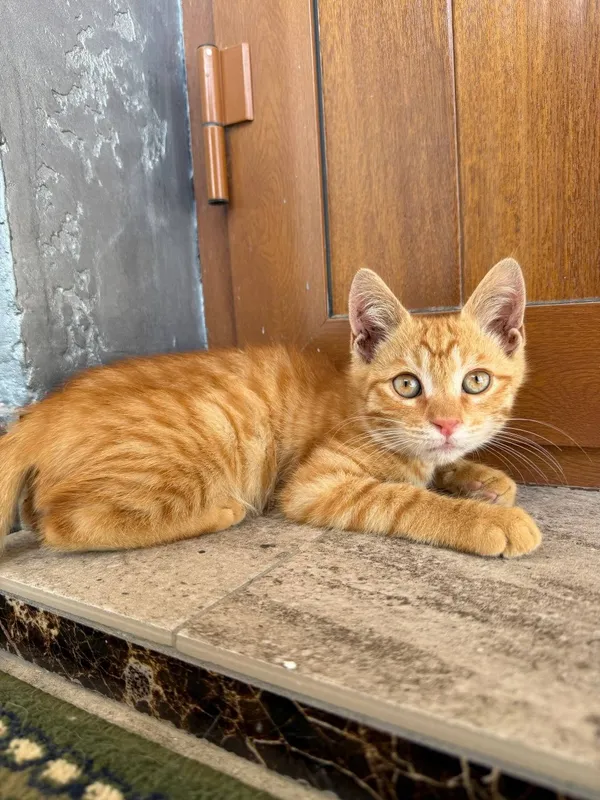 Котенок сладкий, игривый. Отдается в добрые руки