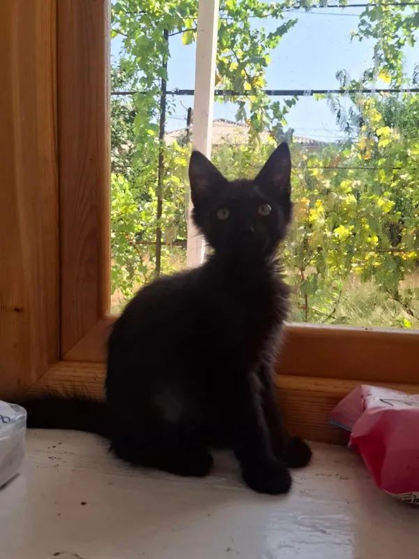 Милые домашние котята (бесплатно) 5 Милые домашние котята (бесплатно) 5