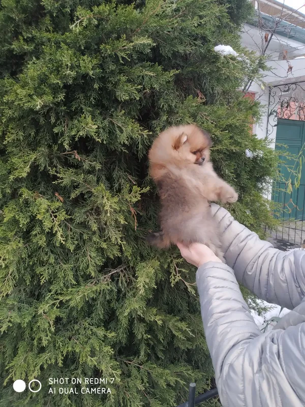 Щенки померанского шпица — фото 3